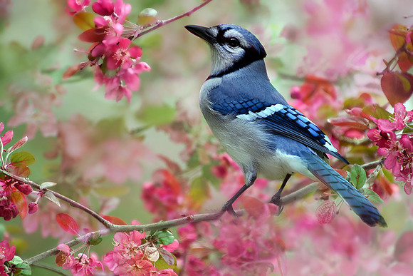 Blue Jay III