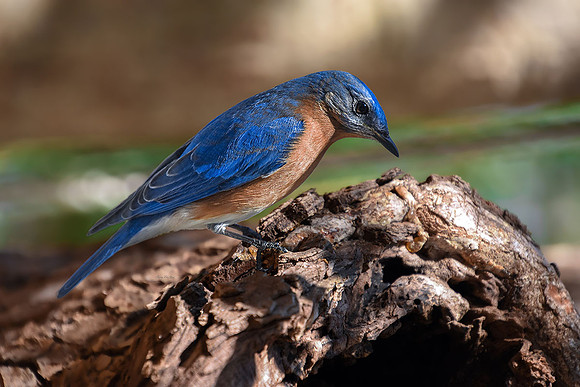 Bluebird V