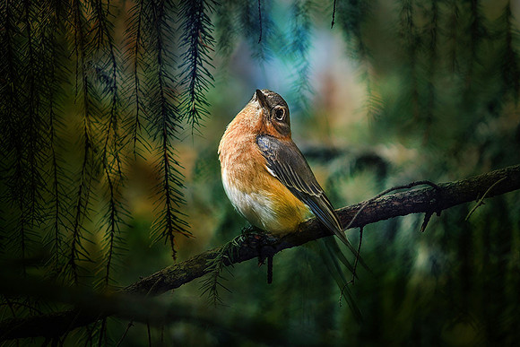 Bluebird XIII