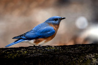 Bluebird IV