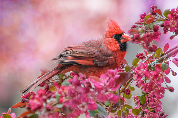 Cardinal in Crab Apple I