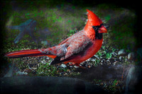 Cardinal XVII