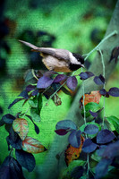 Chickadee II