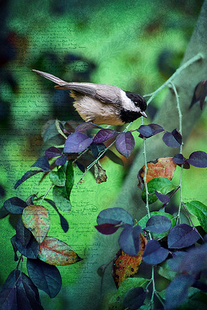 Chickadee II