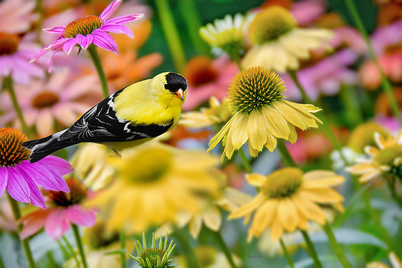 Goldfinch on Echinacea I