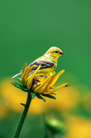 Gold Finch on Black-Eyed-Susan II