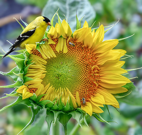 Gold Finch on Sunflower II