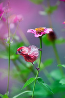 House Finch on Zinnia I