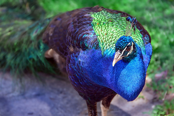 Peacock II