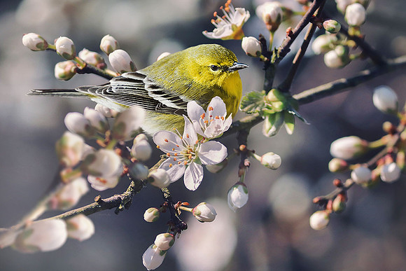 Pine Warbler IV