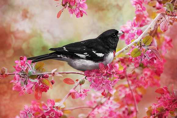 Rose Breasted Grosbeak II