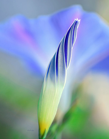 Morning Glory Bud V