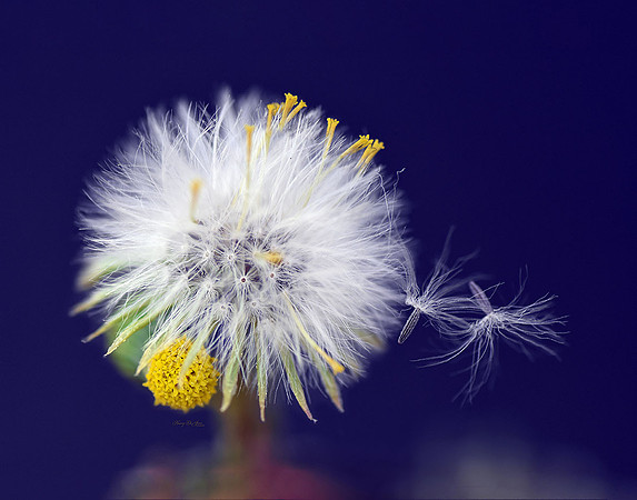 Dandelion VI