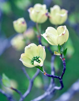 Dogwood Blossoms XI
