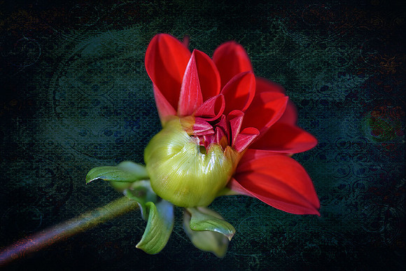 Dahlia Bud II