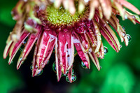 Gerbera Daisy with Dew V