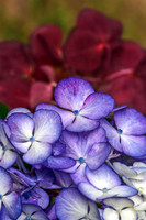 Hydrangea I