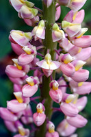 Lupine I