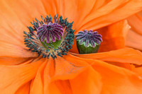 Poppy VI