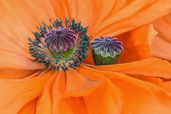Poppy VI