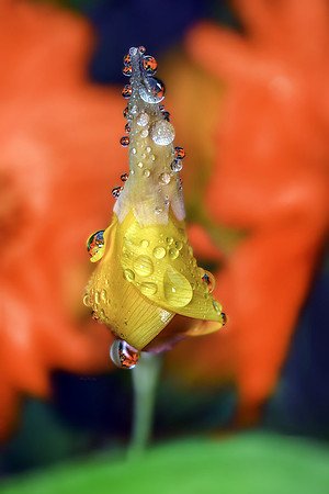 Poppy with Dew I