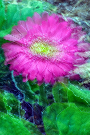 Flower Motion I