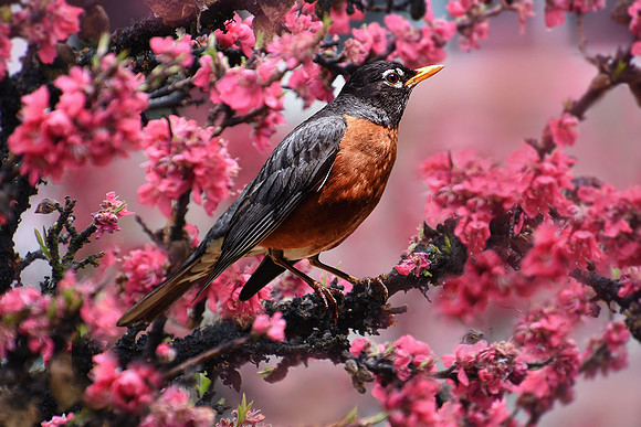Robin I