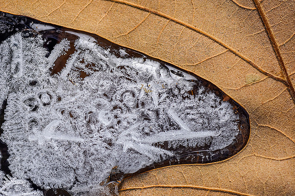 Frozen Pond and Leaf