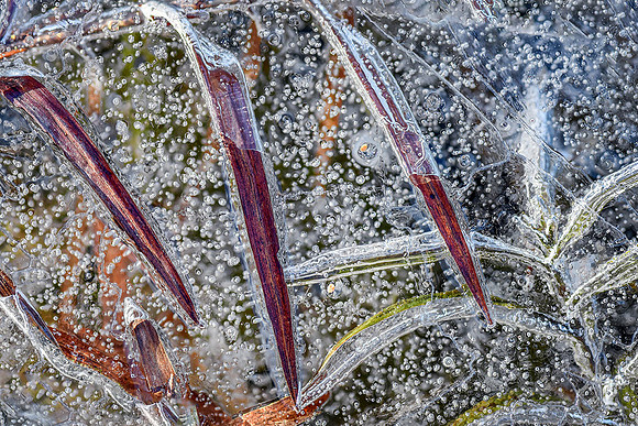 Frozen Foliage I