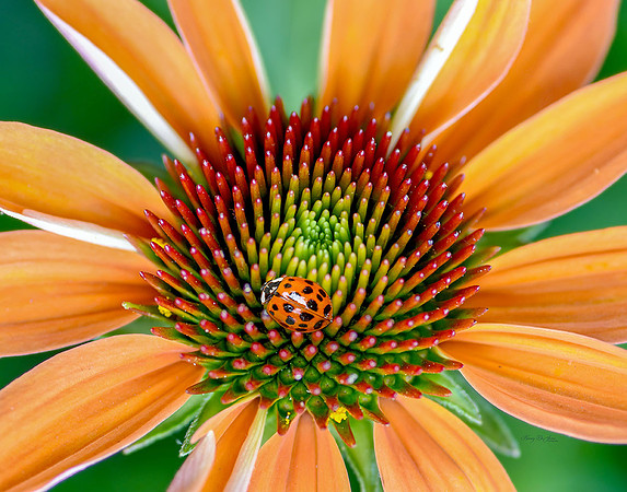 Asian Lady Beetle on Echinacea I
