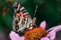 American Lady Butterfly on Echinacea I