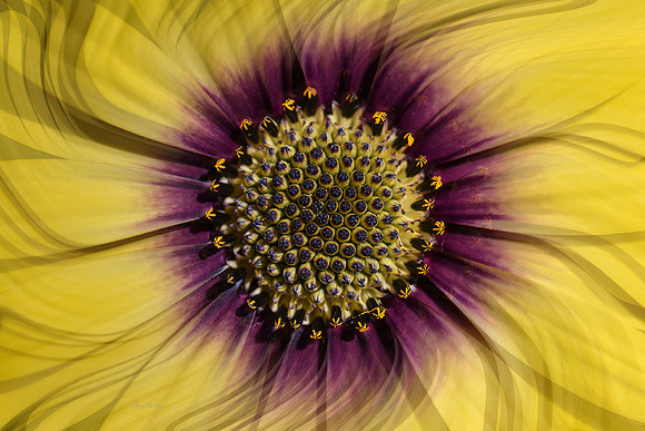 Dancing Flower Series: African Daisy VI