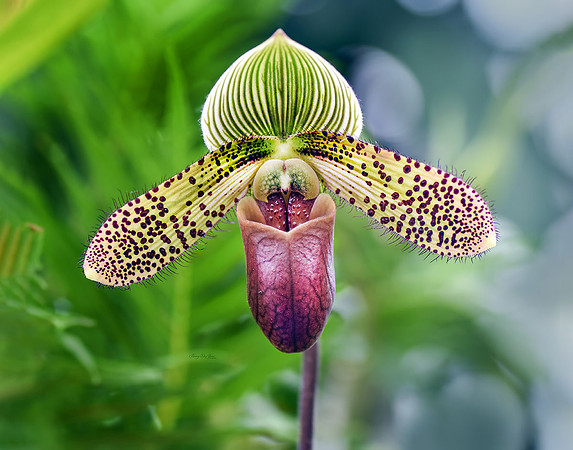 Lady Slipper Orchid I
