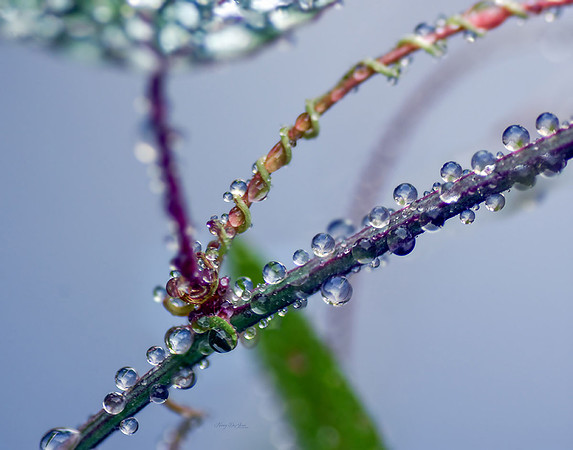 Drops on Passion Flower Foliage X