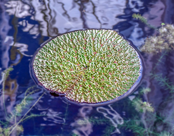 Victoria Water Lily Pad V