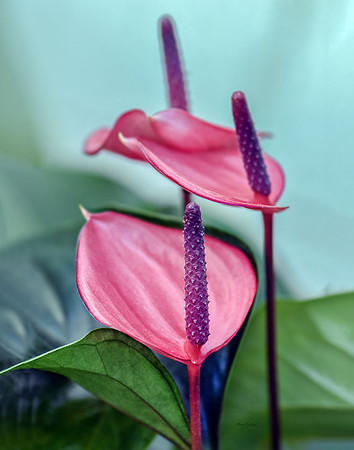 Anthurium XVII