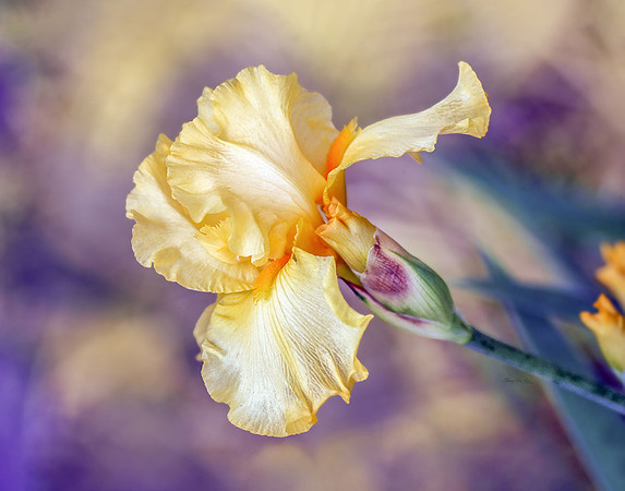 Iris IV