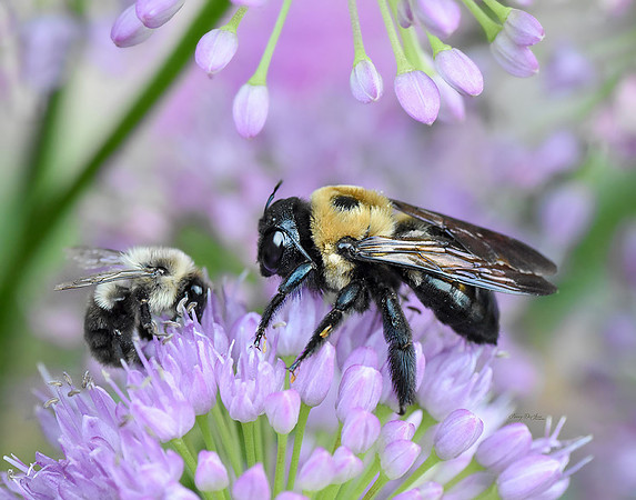 Bee on Allium XV