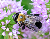 Bee on Allium X