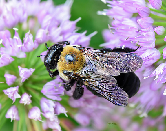 Bee on Allium X