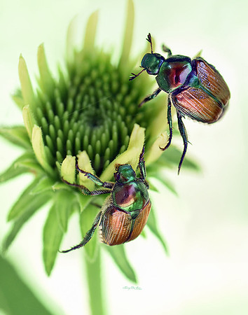 Japanese Beetles on Echinacea I