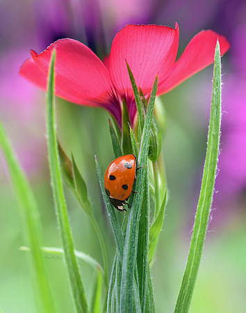 Ladybug on Cosmos I