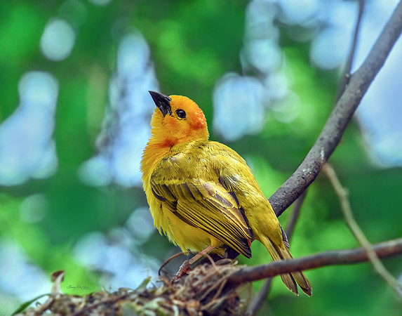 Taveta Golden Weaver I