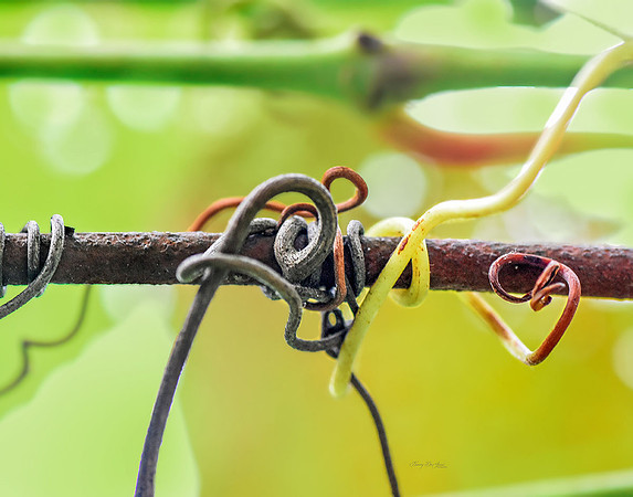 Grape Vine I