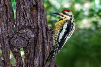 Yellow Bellied Sapsucker III