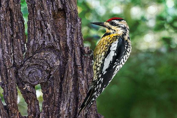 Yellow Bellied Sapsucker III