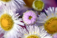 Aster III