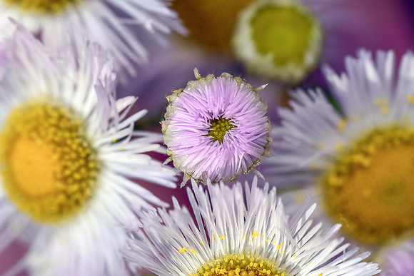 Aster III