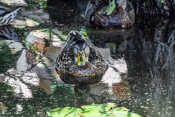 Mexican Duck VIII