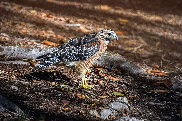 Red-Shouldered Hawk I